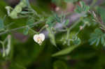 Sticky jointvetch